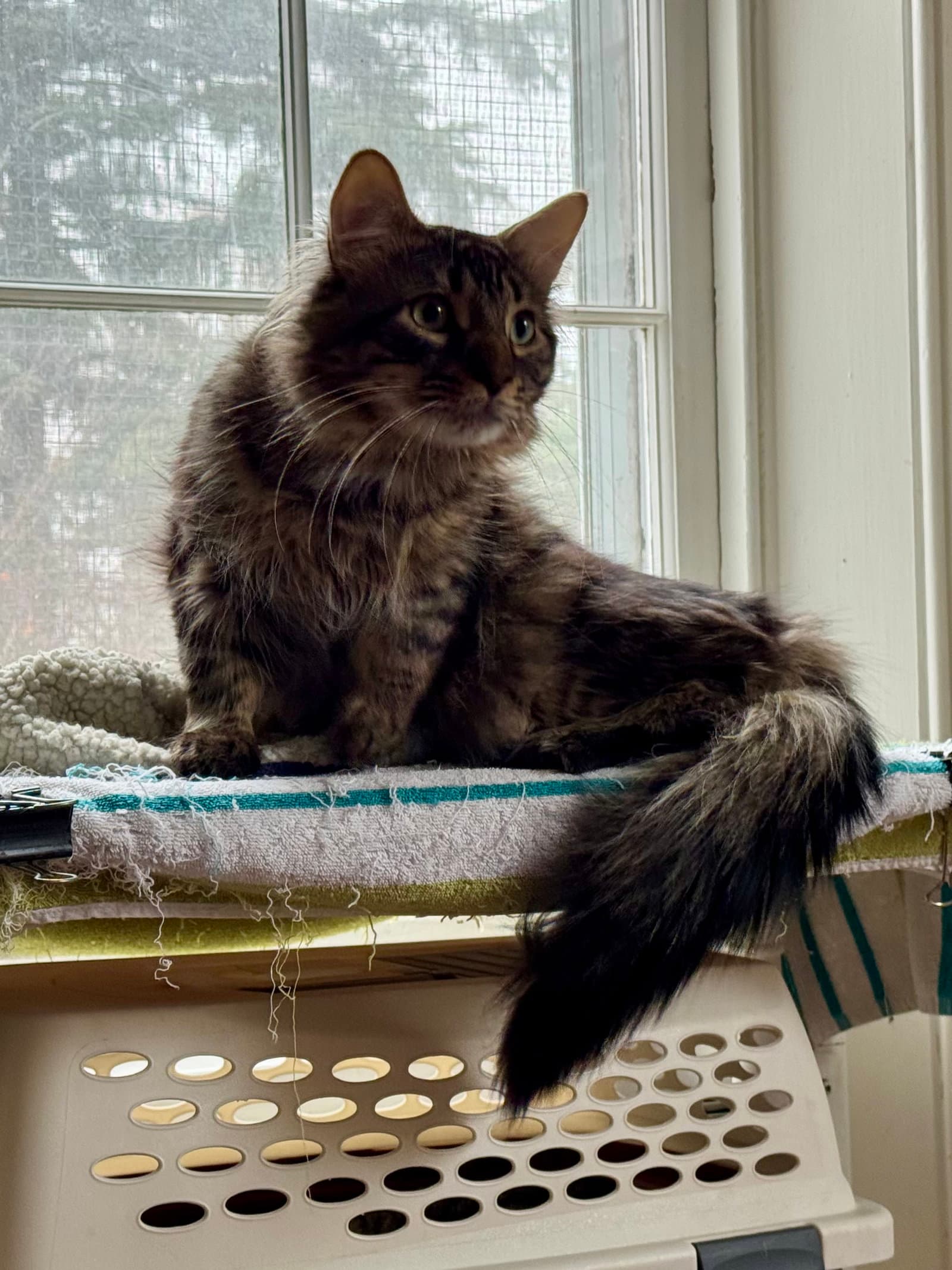 Maverick - Domestic Long Hair cat available for adoption at North Toronto Cat Rescue in Ontario