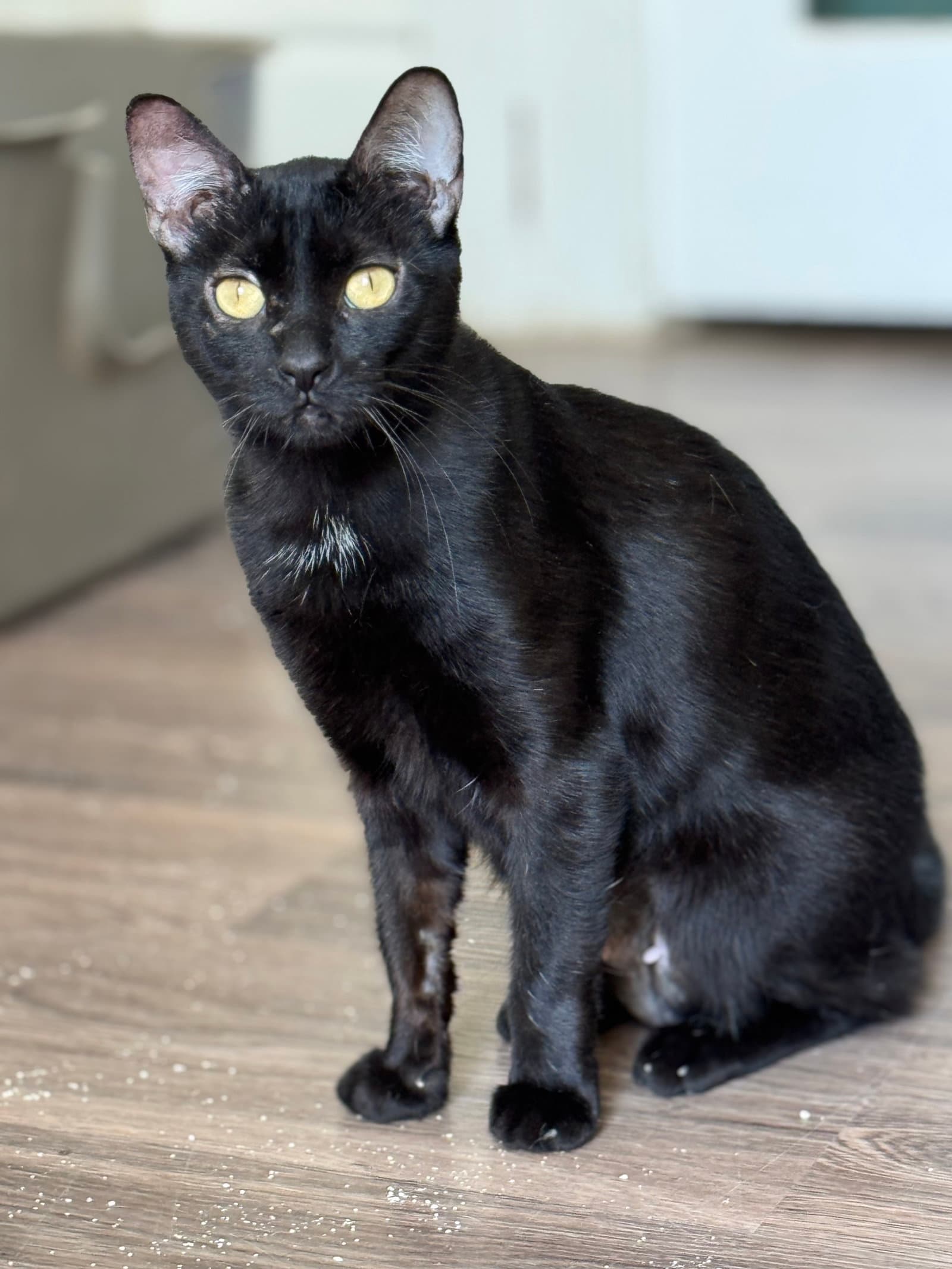 Sylvia - Domestic Short Hair cat available for adoption in Calgary