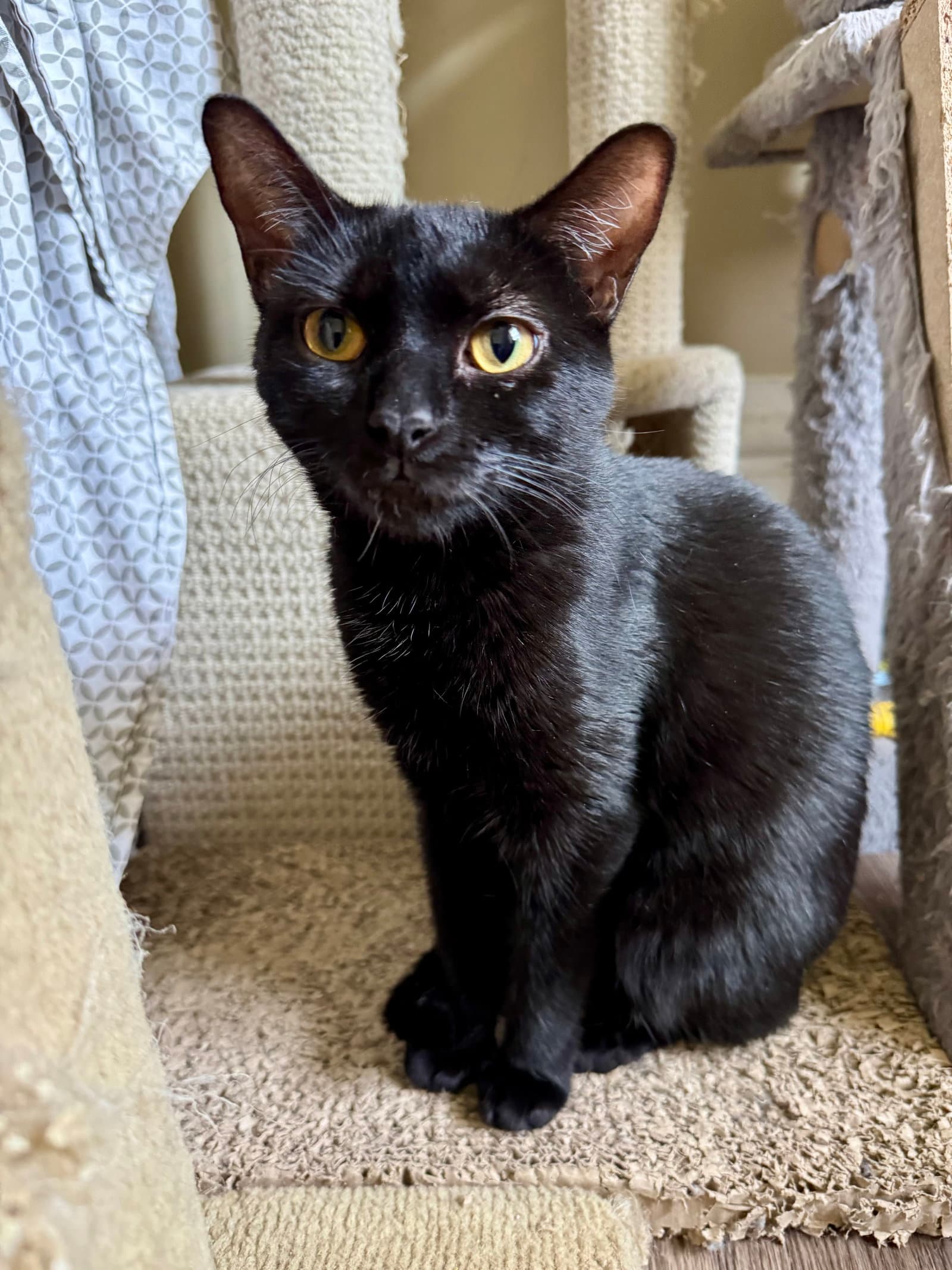 Luna - Domestic Short Hair cat available for adoption at North Toronto Cat Rescue in Ontario