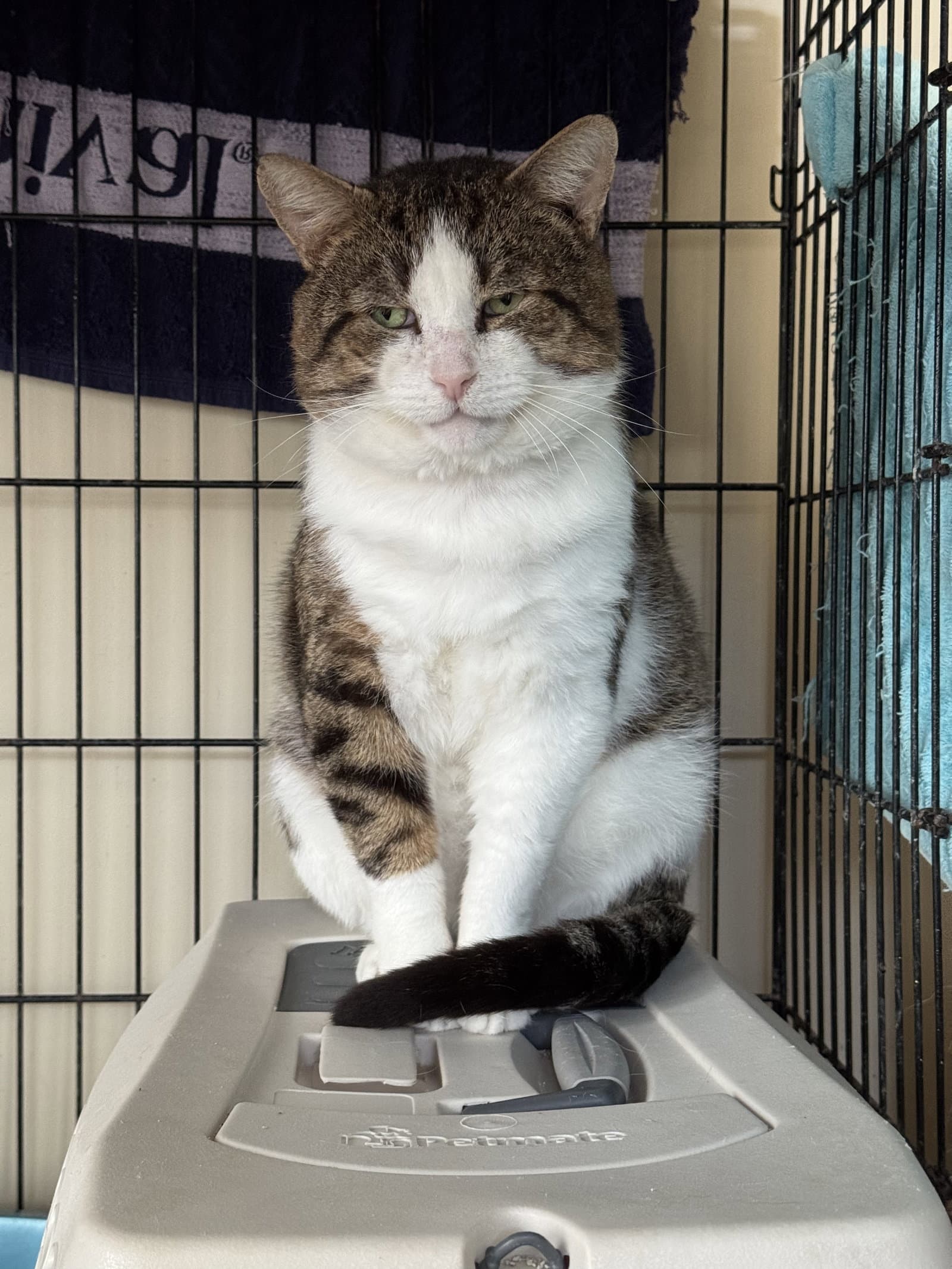 Lucky - Domestic Short Hair cat available for adoption at North Toronto Cat Rescue in Ontario