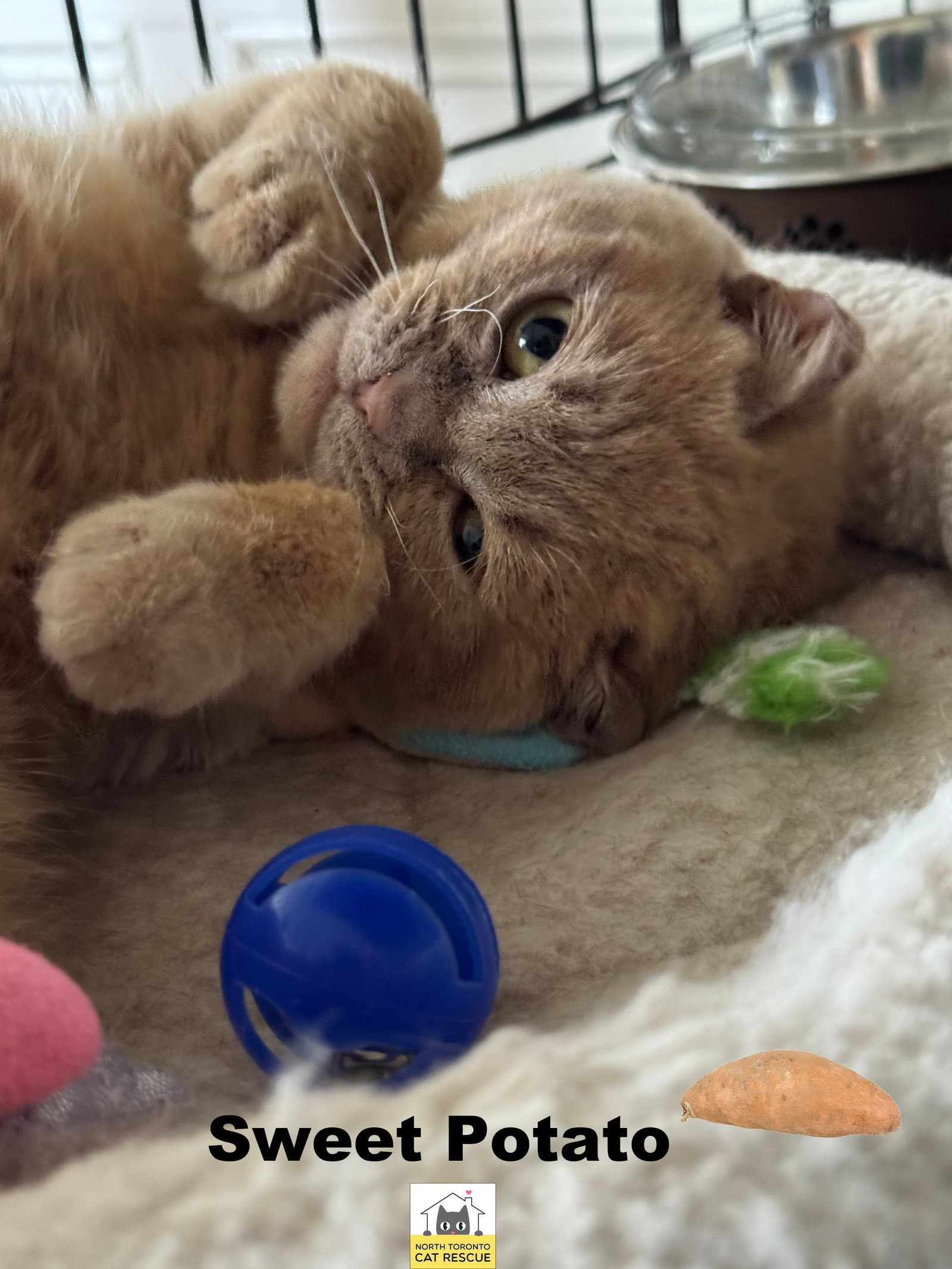 Sweet Potato - British Shorthair cat available for adoption at North Toronto Cat Rescue in Ontario