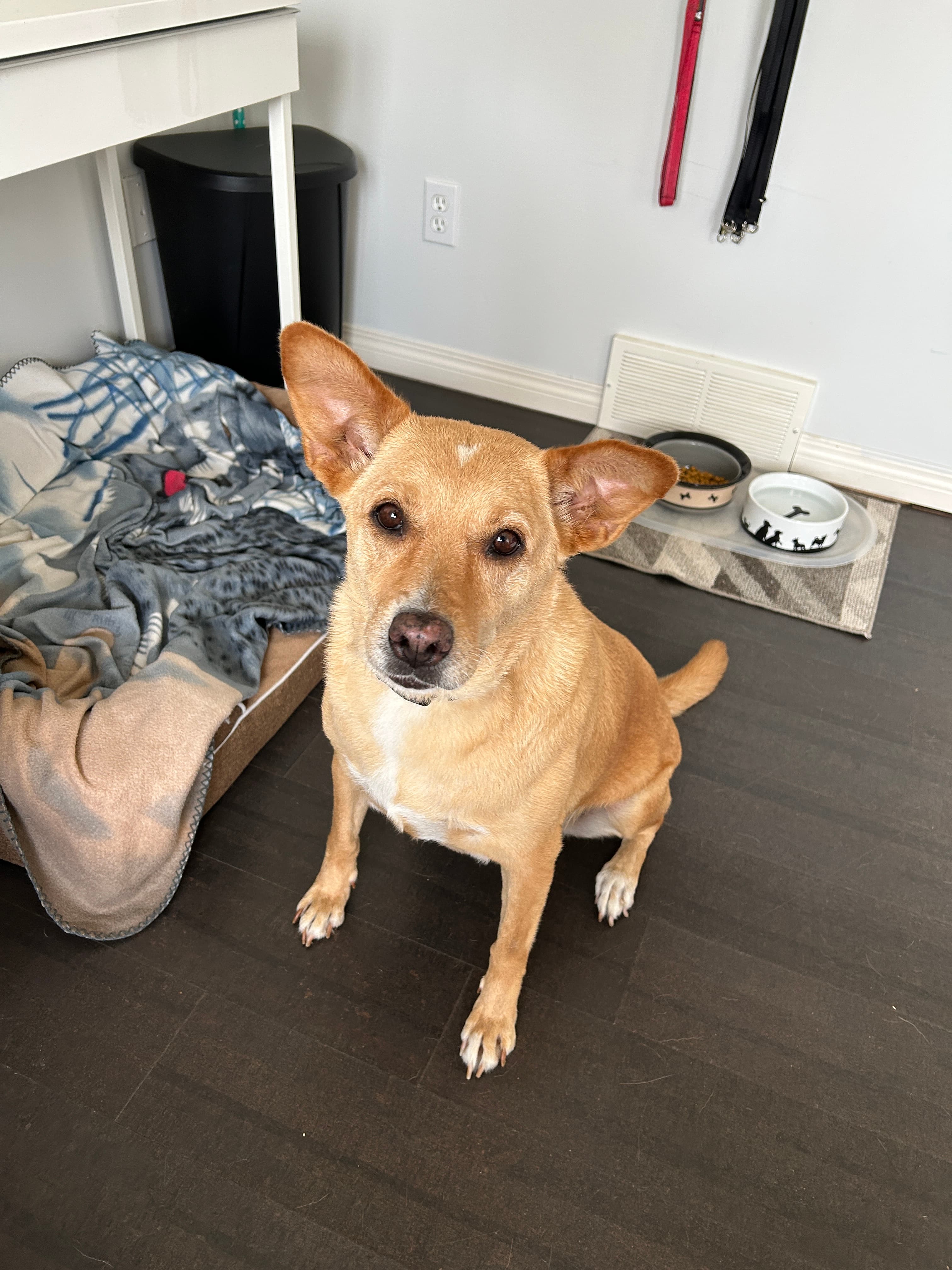 Nika - Mixed Breed available for adoption at Ruff Start Animal Rescue in Calgary