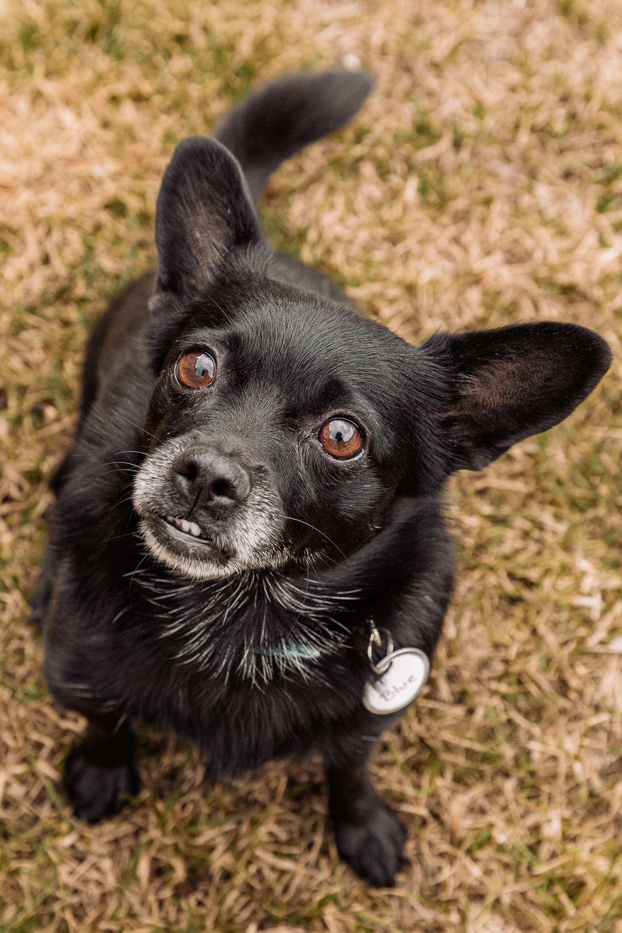 Blue (and Bebe) - Chihuahua / Pomeranian available for adoption in Calgary