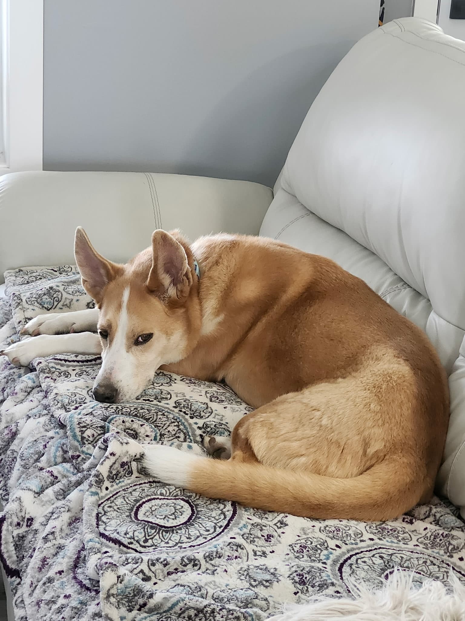 Charlotte - Mixed Breed available for adoption at Ruff Start Animal Rescue in Calgary