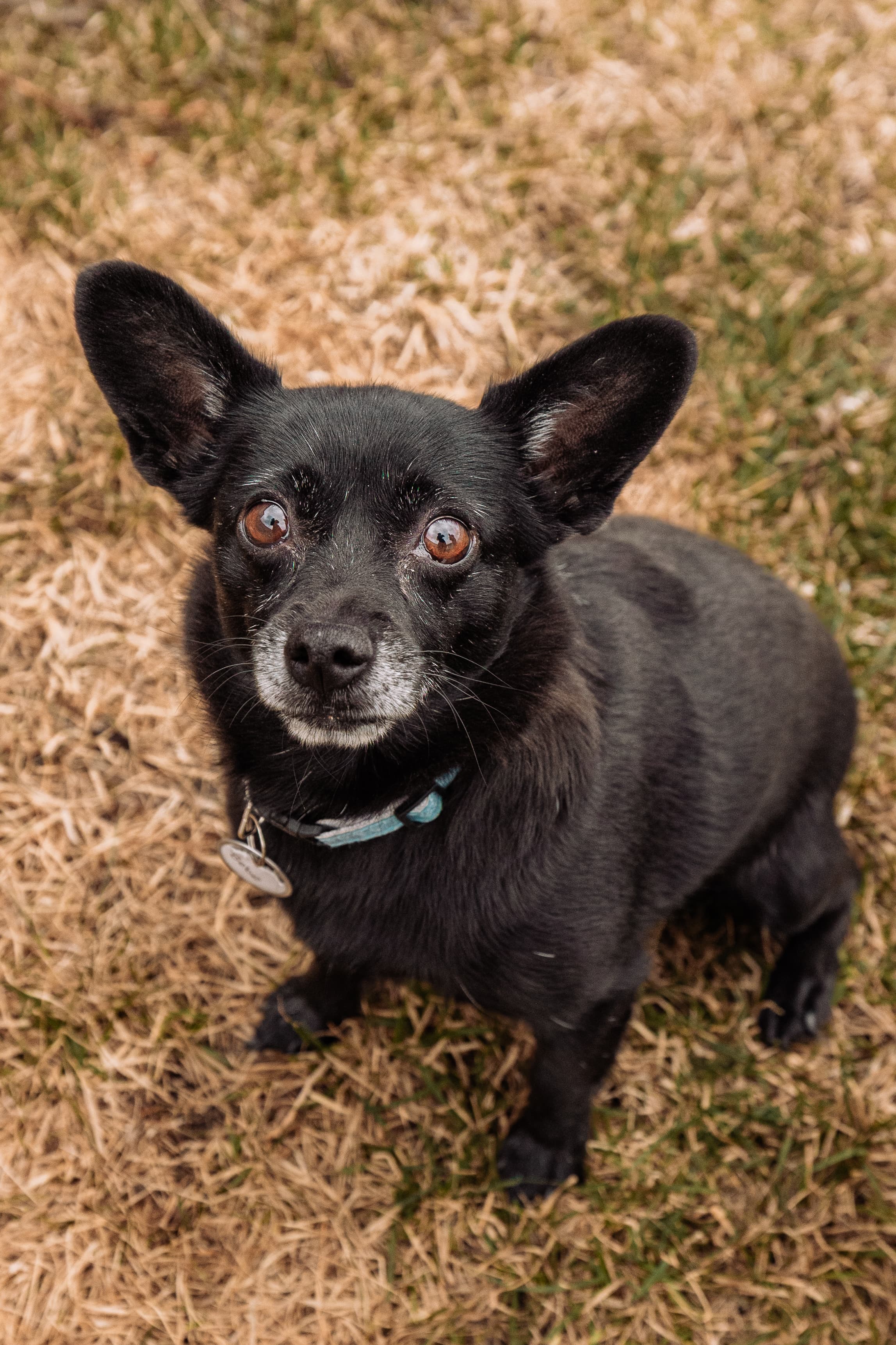 Bebe (and Blue) - Chihuahua / Pomeranian available for adoption in Calgary