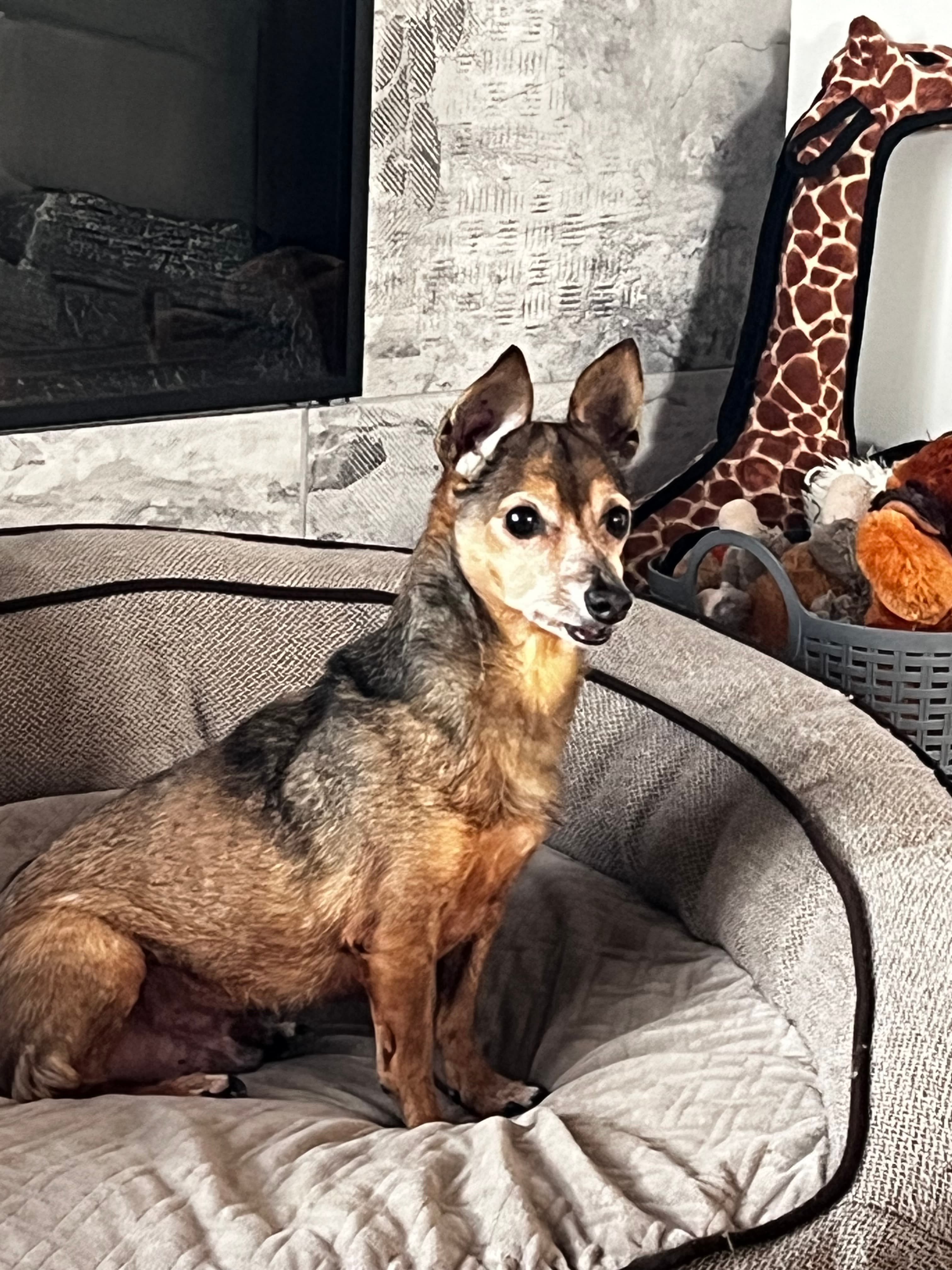 Toto - Chihuahua available for adoption in Calgary