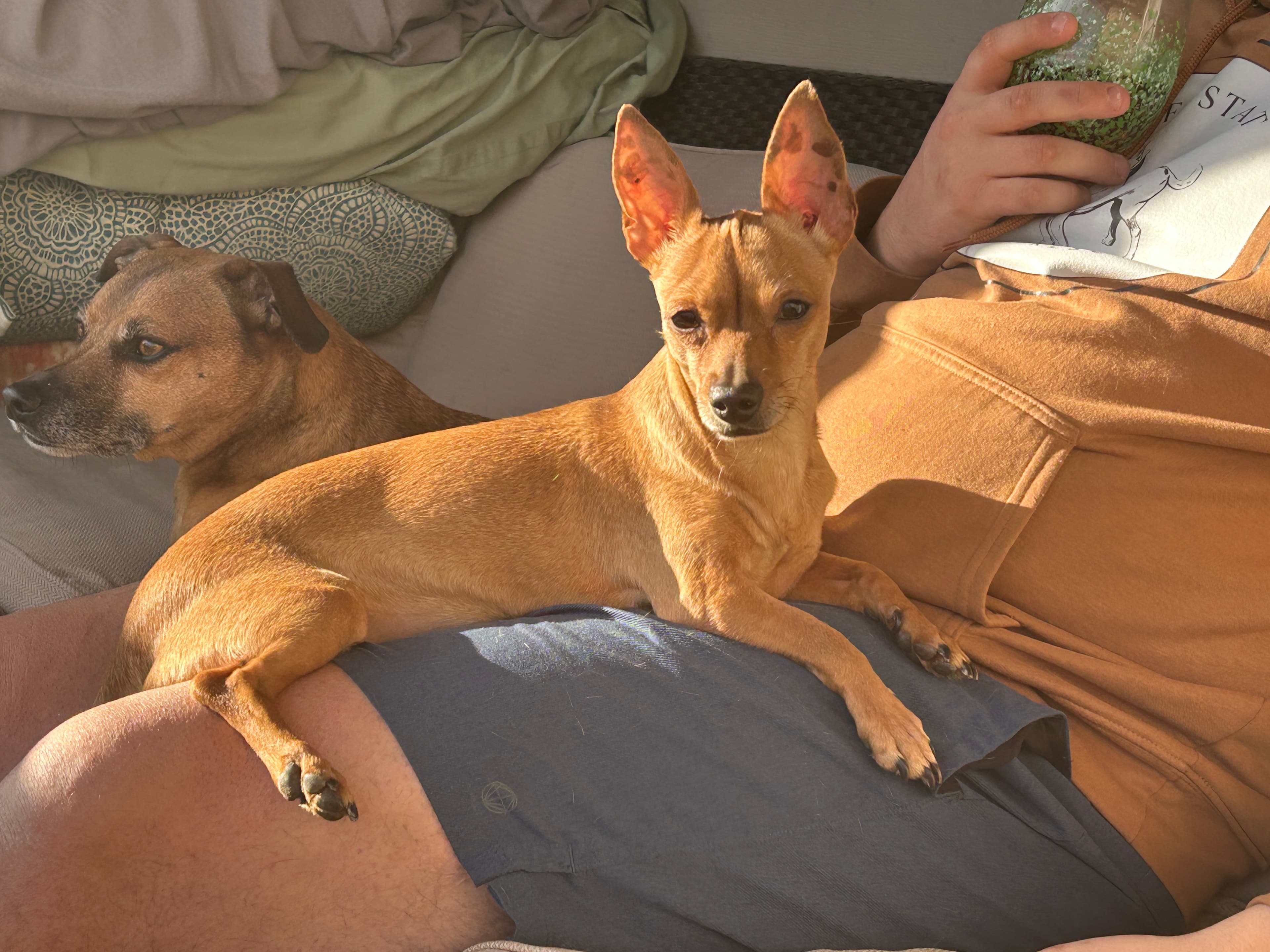 Penny - Chihuahua available for adoption in Calgary