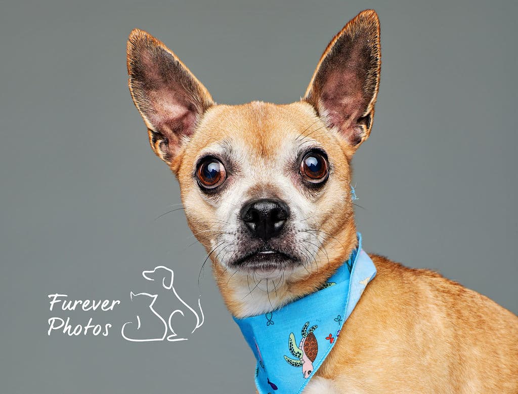 Java - Espresso Sprinter (Chihuahua) available for adoption at Greater Edmonton Animal Rescue Society in Calgary