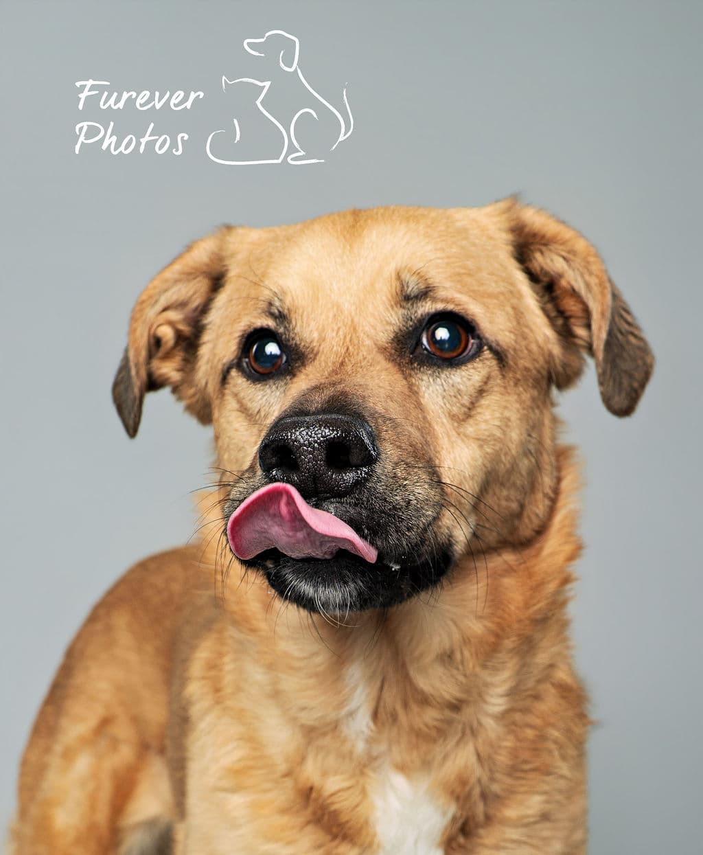 Fifi - Shyflower Cuddler (Mastiff X) available for adoption at Greater Edmonton Animal Rescue Society in Calgary