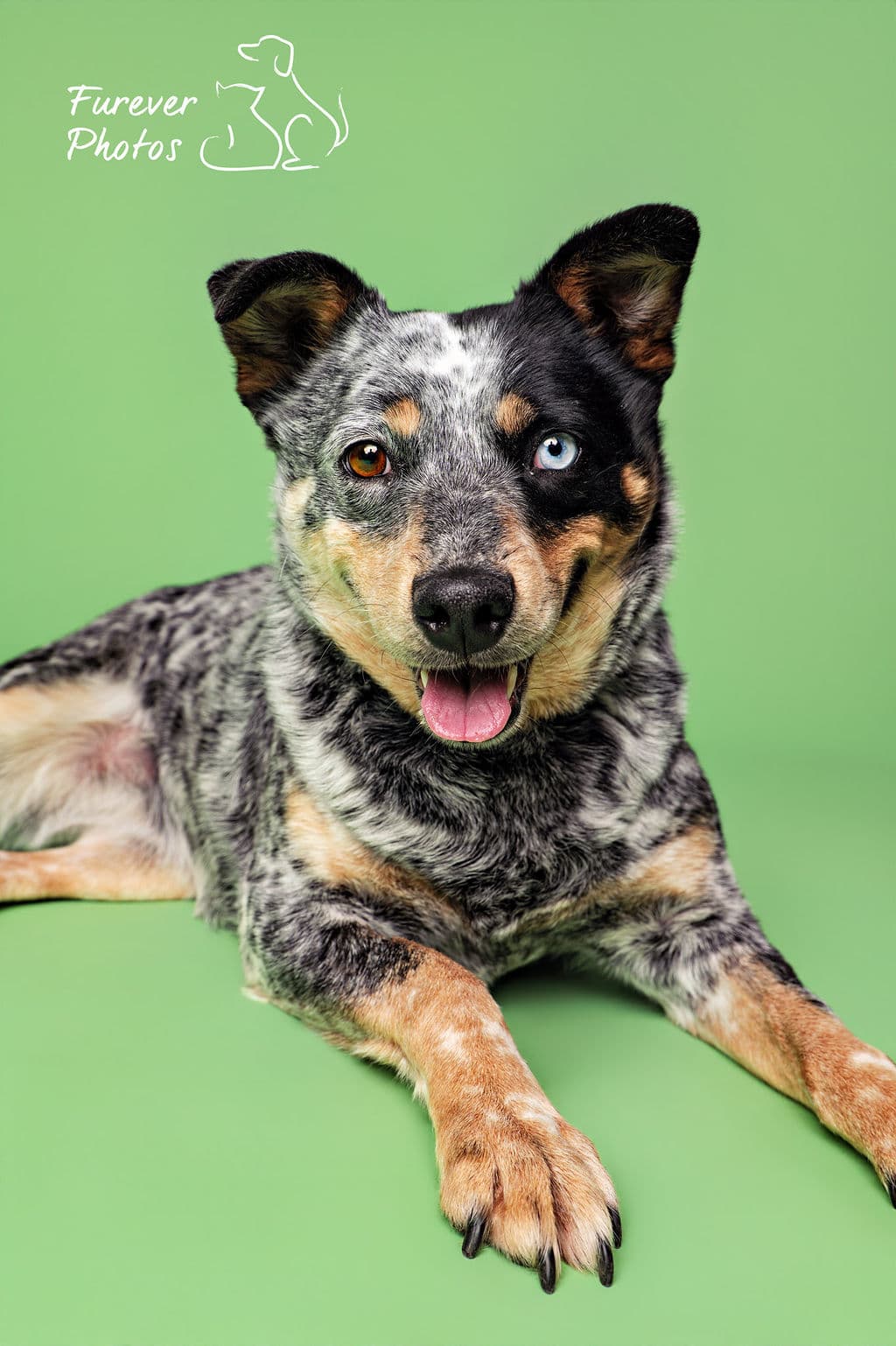 Spark - Couch Potato (Heeler X) available for adoption at Greater Edmonton Animal Rescue Society in Calgary