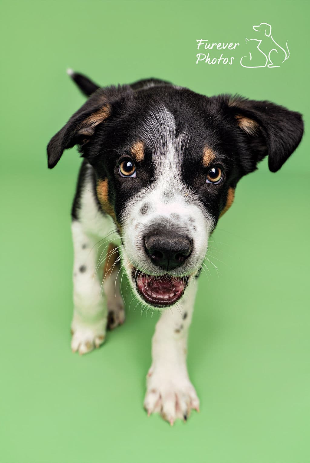 S’more - Campfire Wigglehound (Blue Heeler X) available for adoption at Greater Edmonton Animal Rescue Society in Calgary