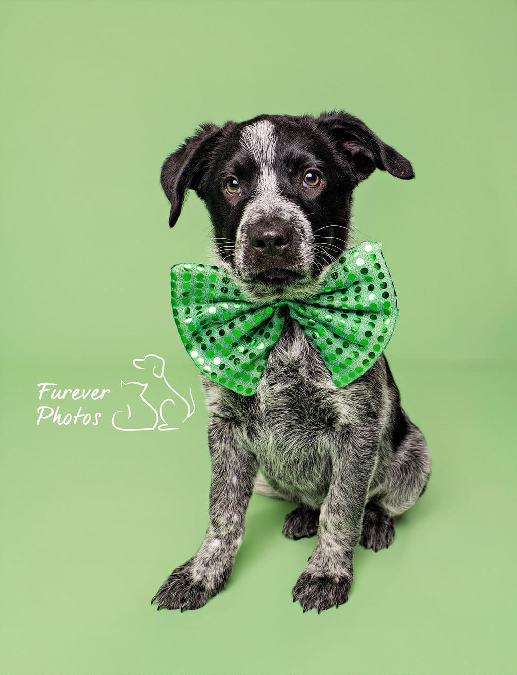 Smokey *on hold for applications* - Adventure Paw (Blue Heeler X) available for adoption at Greater Edmonton Animal Rescue Society in Calgary