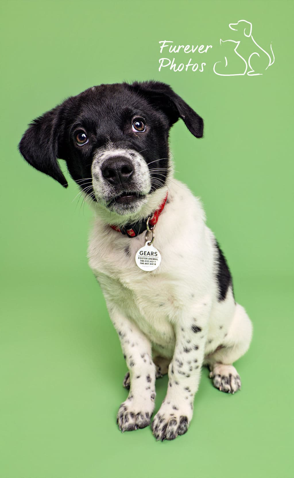 Marshmallow - Candy Wrangler (Blue Heeler X) available for adoption at Greater Edmonton Animal Rescue Society in Calgary