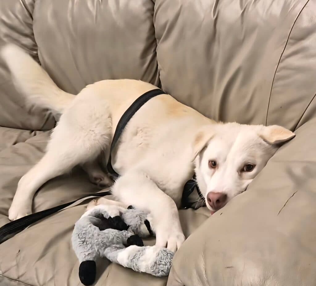 Rocko - Lab/Husky available for adoption in Calgary