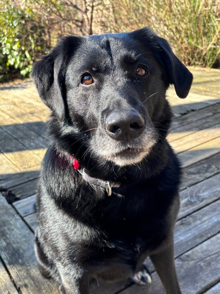 Luna - Lab Mix available for adoption in Calgary