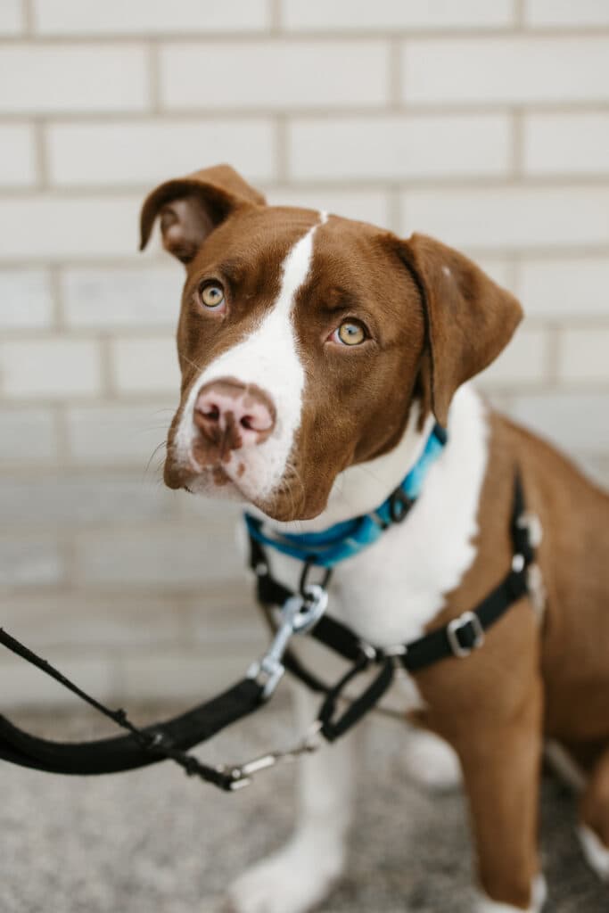Tiki - Bully Mix available for adoption in Calgary