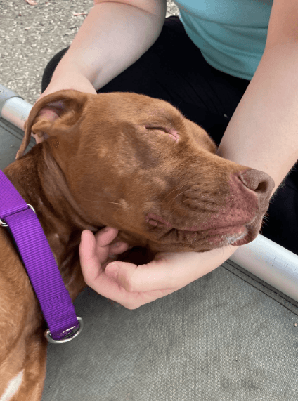 Piglet - Vizsla Mix available for adoption at Etobicoke Humane Society in Toronto