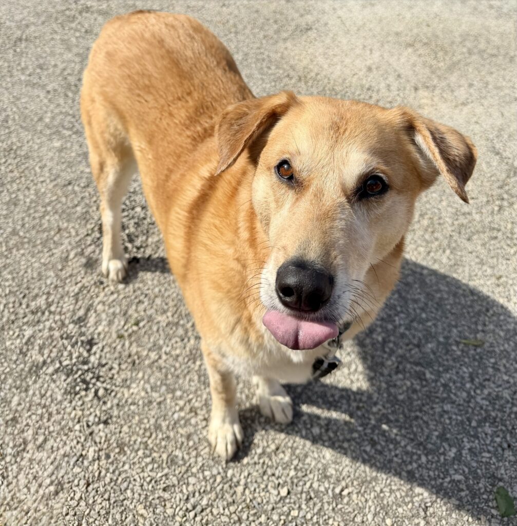 Wylie - Lab x available for adoption at Etobicoke Humane Society in Toronto