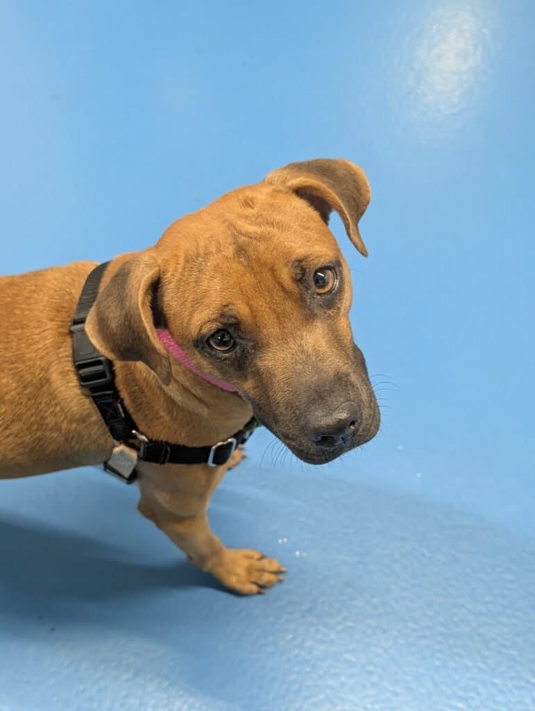 Beauty - MIxed Breed available for adoption at Etobicoke Humane Society in Toronto