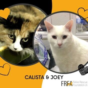 Calista and Joey bonded pair - Domestic Shorthair cat available for adoption at Feline Rescue Foundation of Alberta in Calgary