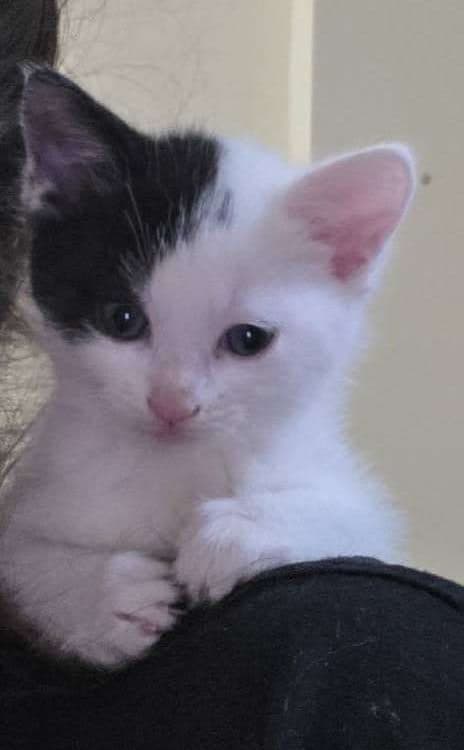Domino - Domestic Shorthair cat available for adoption at Furry Tales Cat Rescue in Ottawa
