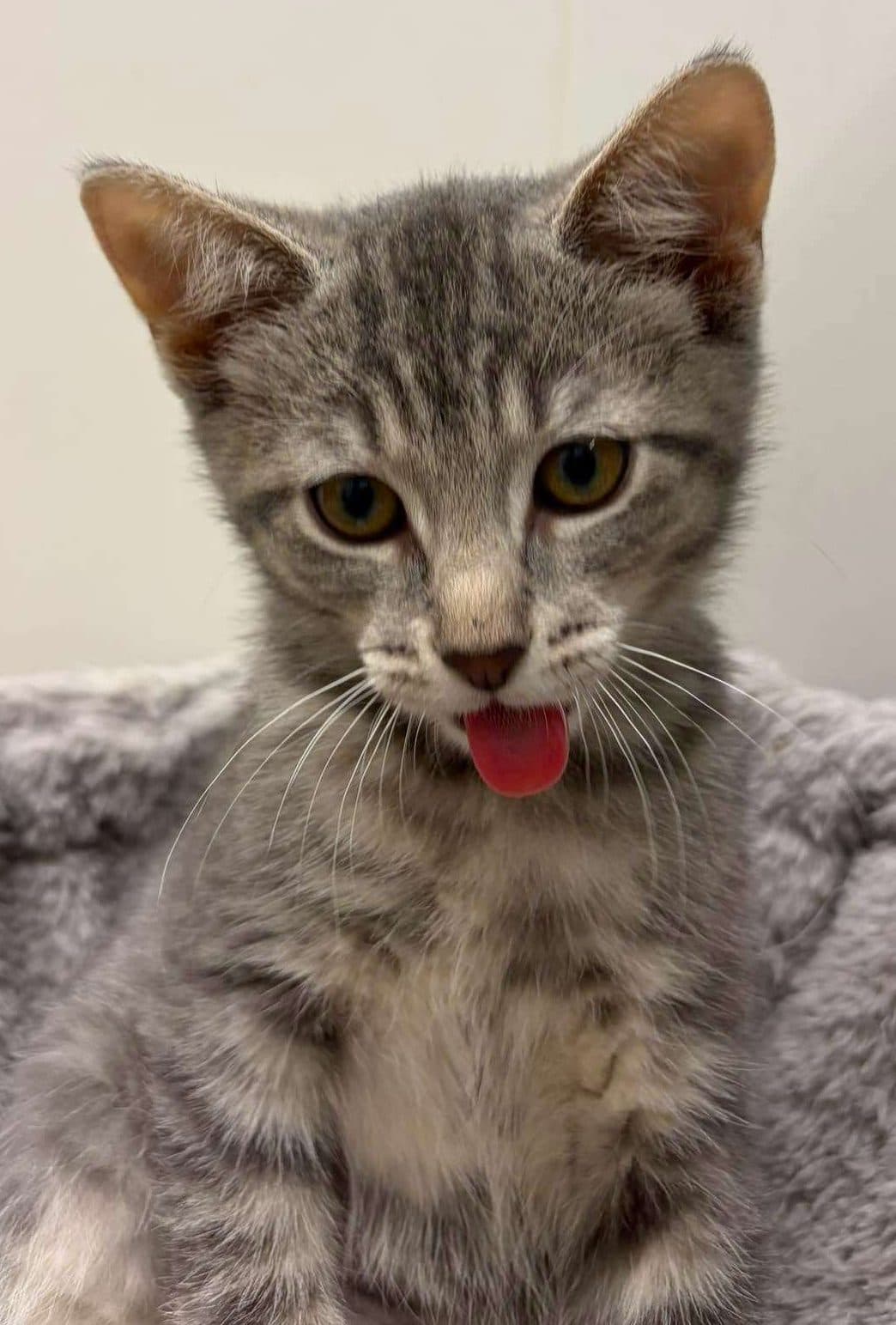 Clara - Domestic Shorthair available for adoption