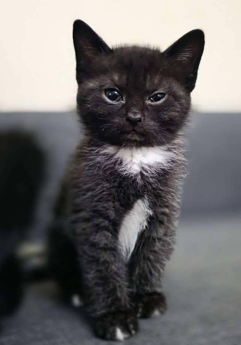 Ash - Domestic Shorthair cat available for adoption at Furry Tales Cat Rescue in Ottawa