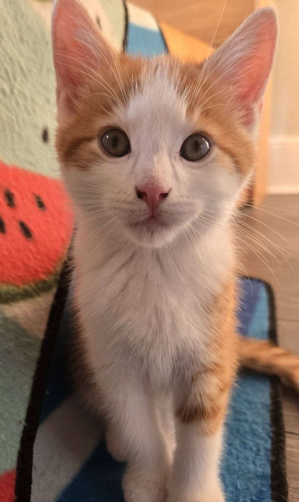 Bonsai - Domestic Shorthair available for adoption