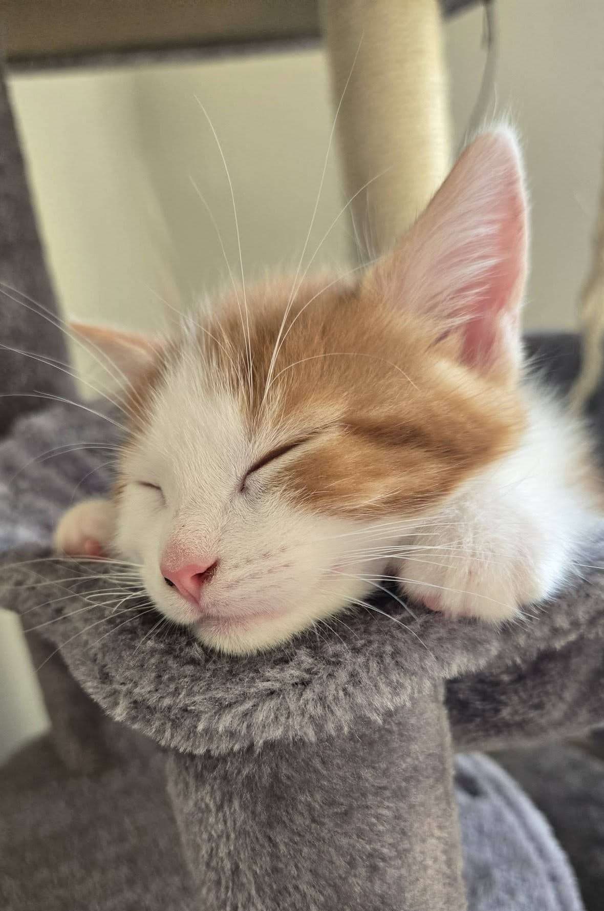 Coconut - Domestic Shorthair available for adoption
