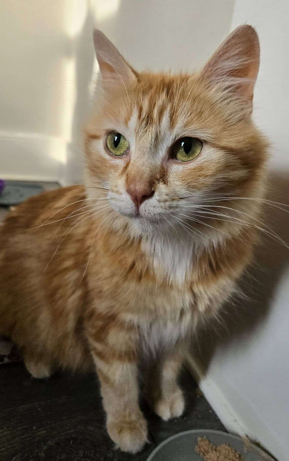 Kia - Domestic Shorthair available for adoption