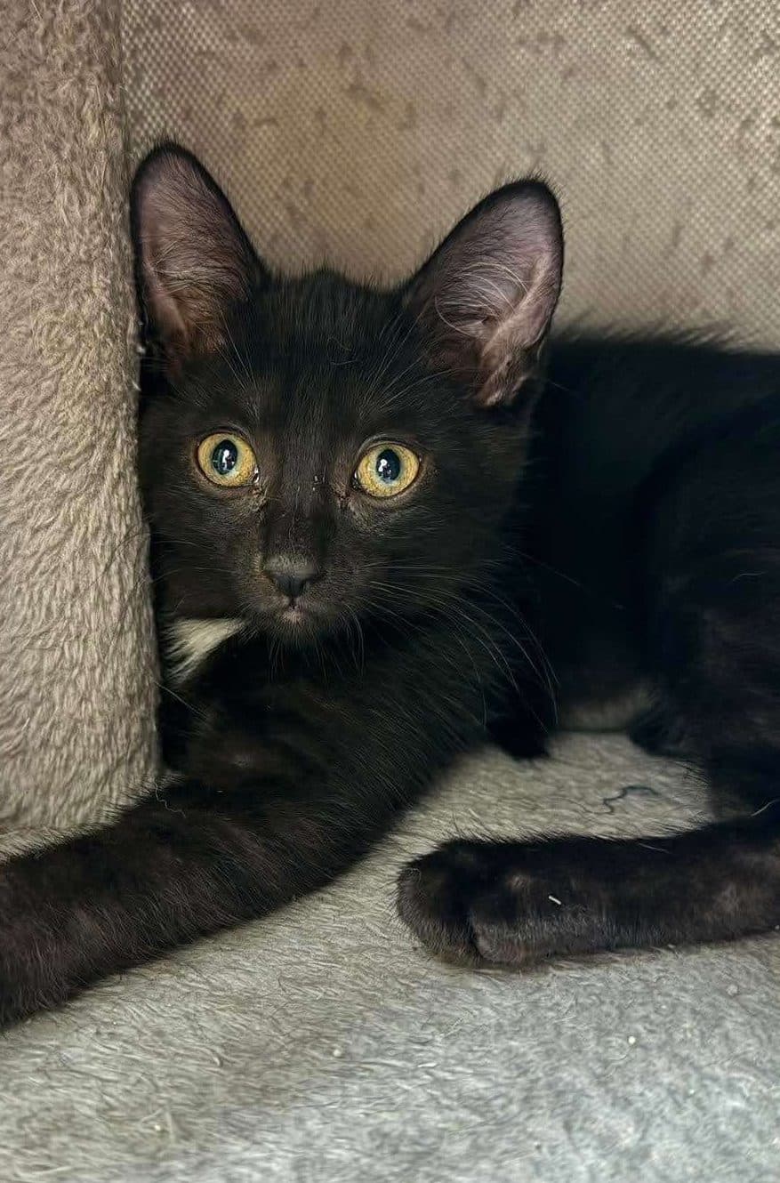Chanel - Domestic Shorthair available for adoption
