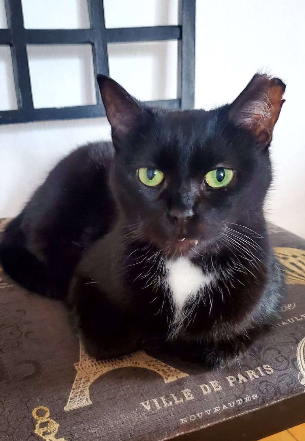 Arla - Domestic Shorthair available for adoption