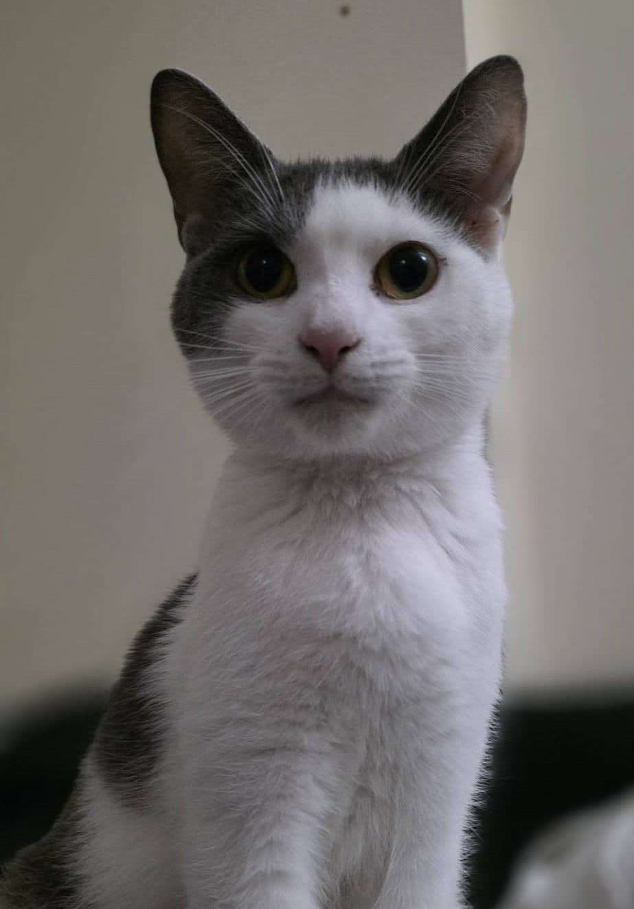 Chinook - Domestic Shorthair cat available for adoption at Furry Tales Cat Rescue in Ottawa