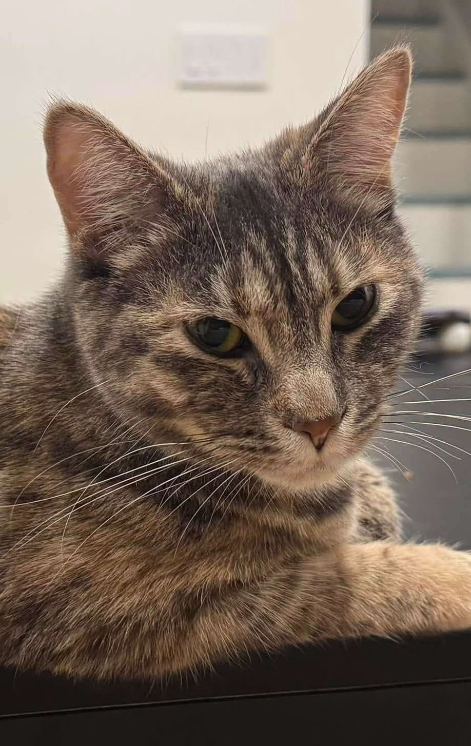 Cinderella - Domestic Shorthair available for adoption