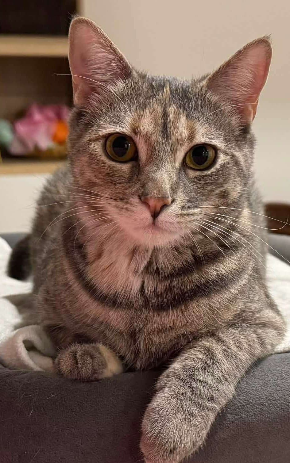 Pocahontas - Domestic Shorthair available for adoption