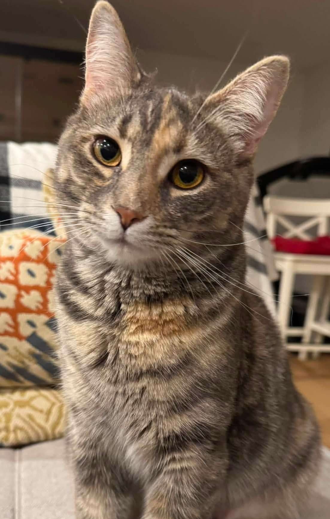 Rapunzel - Domestic Shorthair available for adoption