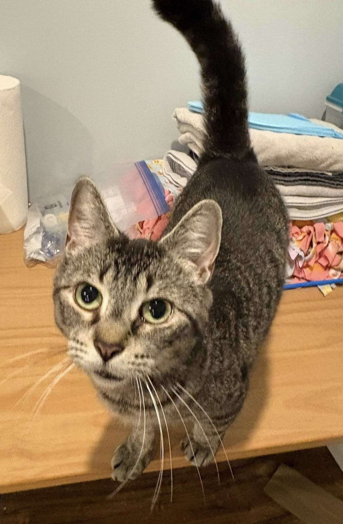 Bagel - Domestic Shorthair cat available for adoption in Calgary