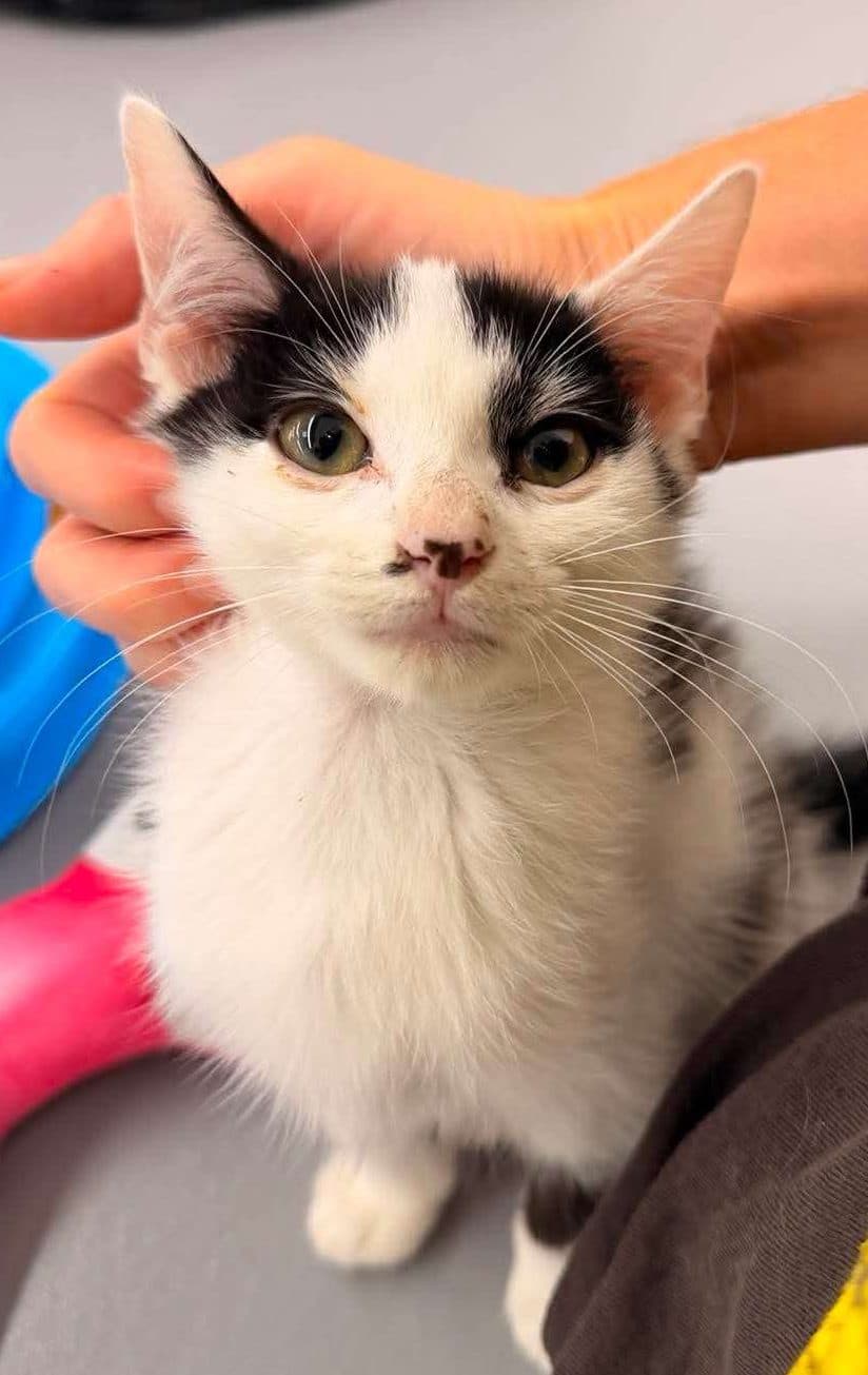 Anders - Domestic Shorthair cat available for adoption at Furry Tales Cat Rescue in Calgary