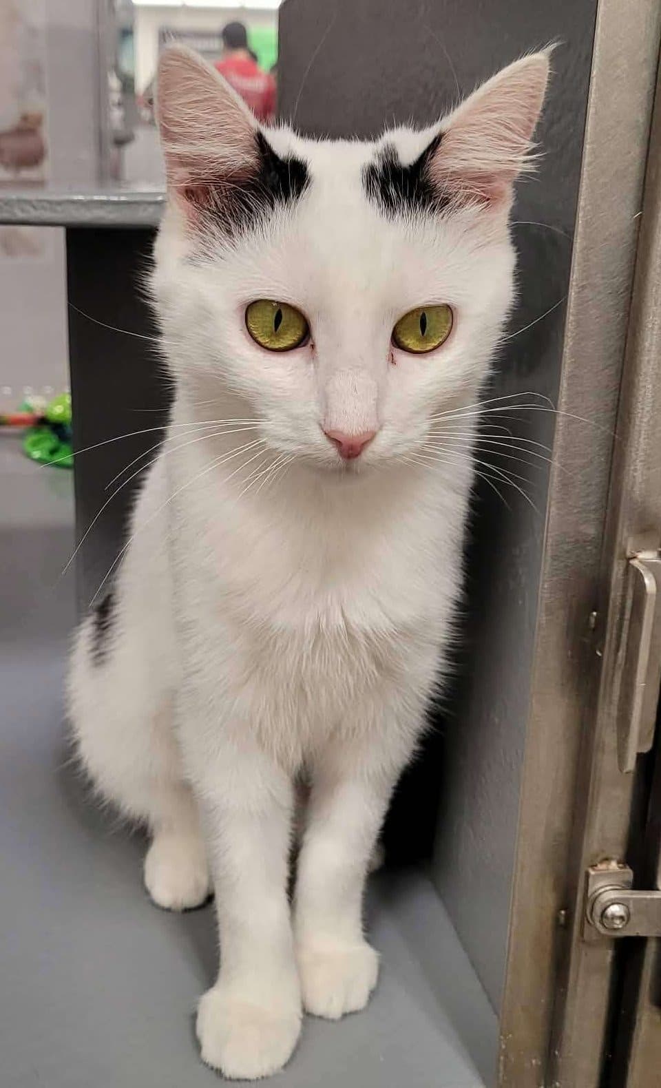 Daisy - Domestic Shorthair cat available for adoption at Furry Tales Cat Rescue in Ottawa