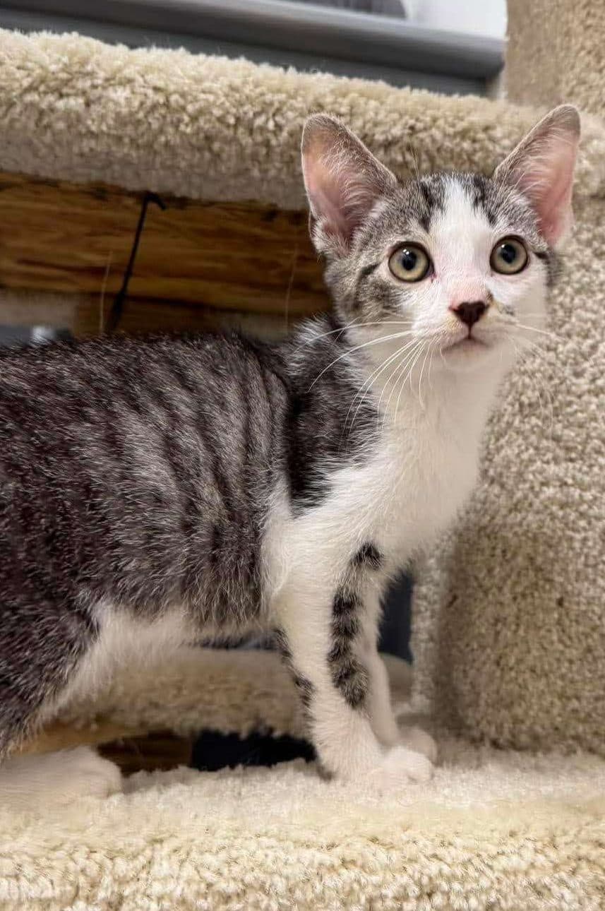 Desmond - Domestic Shorthair cat available for adoption at Furry Tales Cat Rescue in Calgary