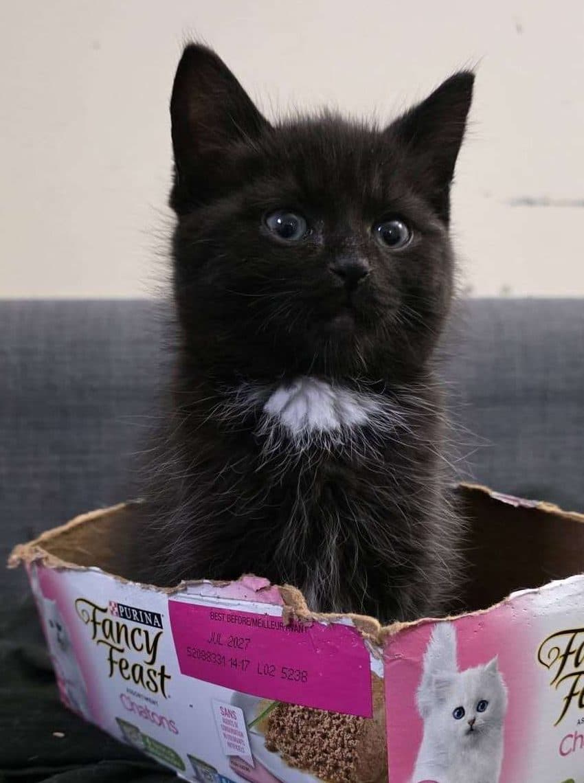Jinx - Domestic Shorthair cat available for adoption at Furry Tales Cat Rescue in Ottawa