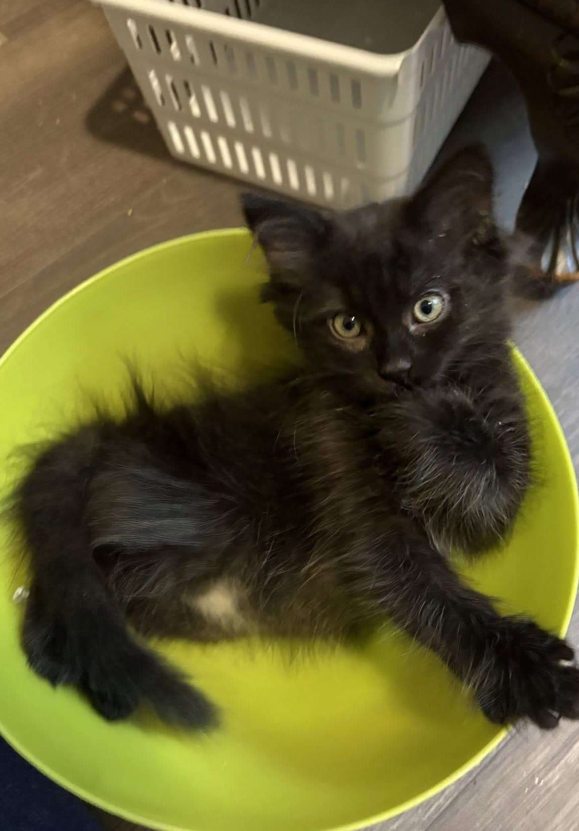 Rye - Domestic Shorthair cat available for adoption at Furry Tales Cat Rescue in Calgary