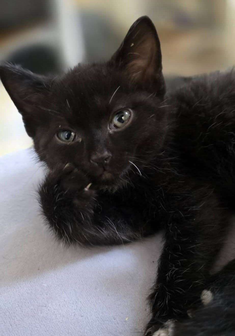 Tux - Domestic Shorthair cat available for adoption at Furry Tales Cat Rescue in Ottawa