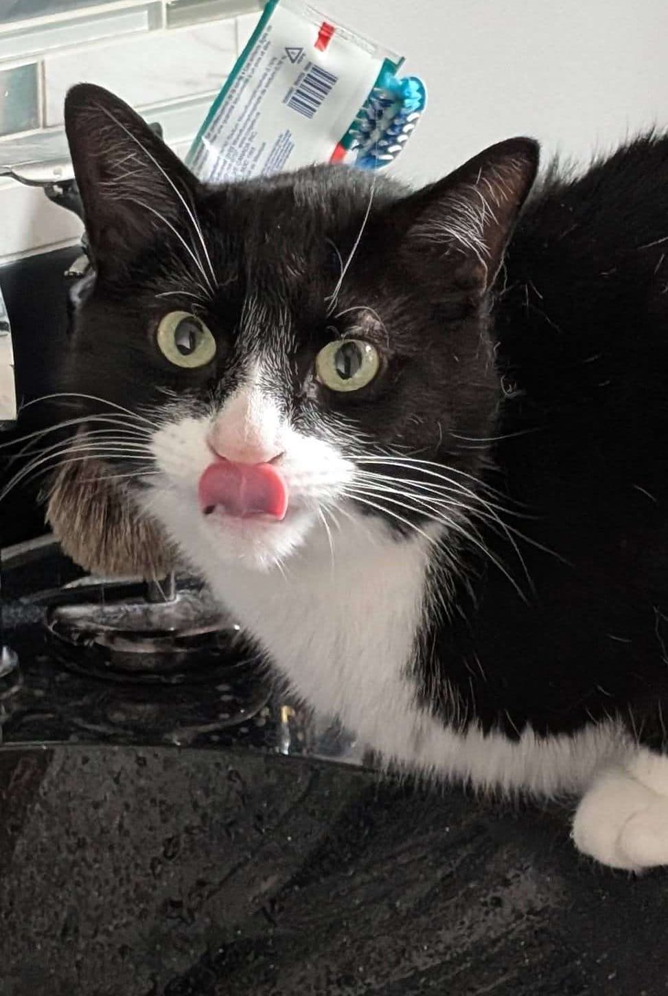 Astro - Domestic Shorthair available for adoption