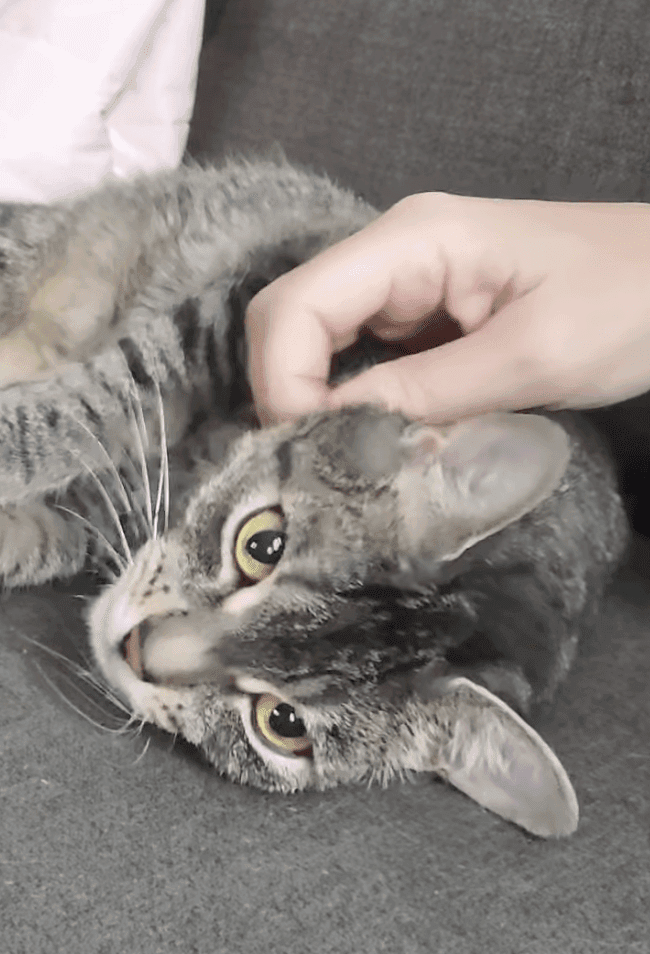 Luna (Chickie) - Domestic Shorthair cat available for adoption at Furry Tales Cat Rescue in Ottawa