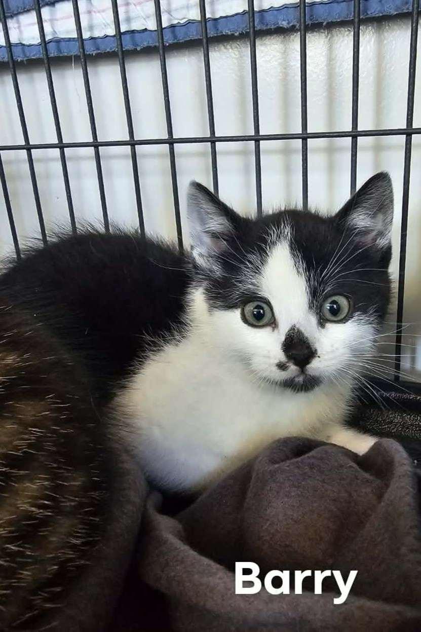 Barry - Domestic Shorthair cat available for adoption at Furry Tales Cat Rescue in Ottawa