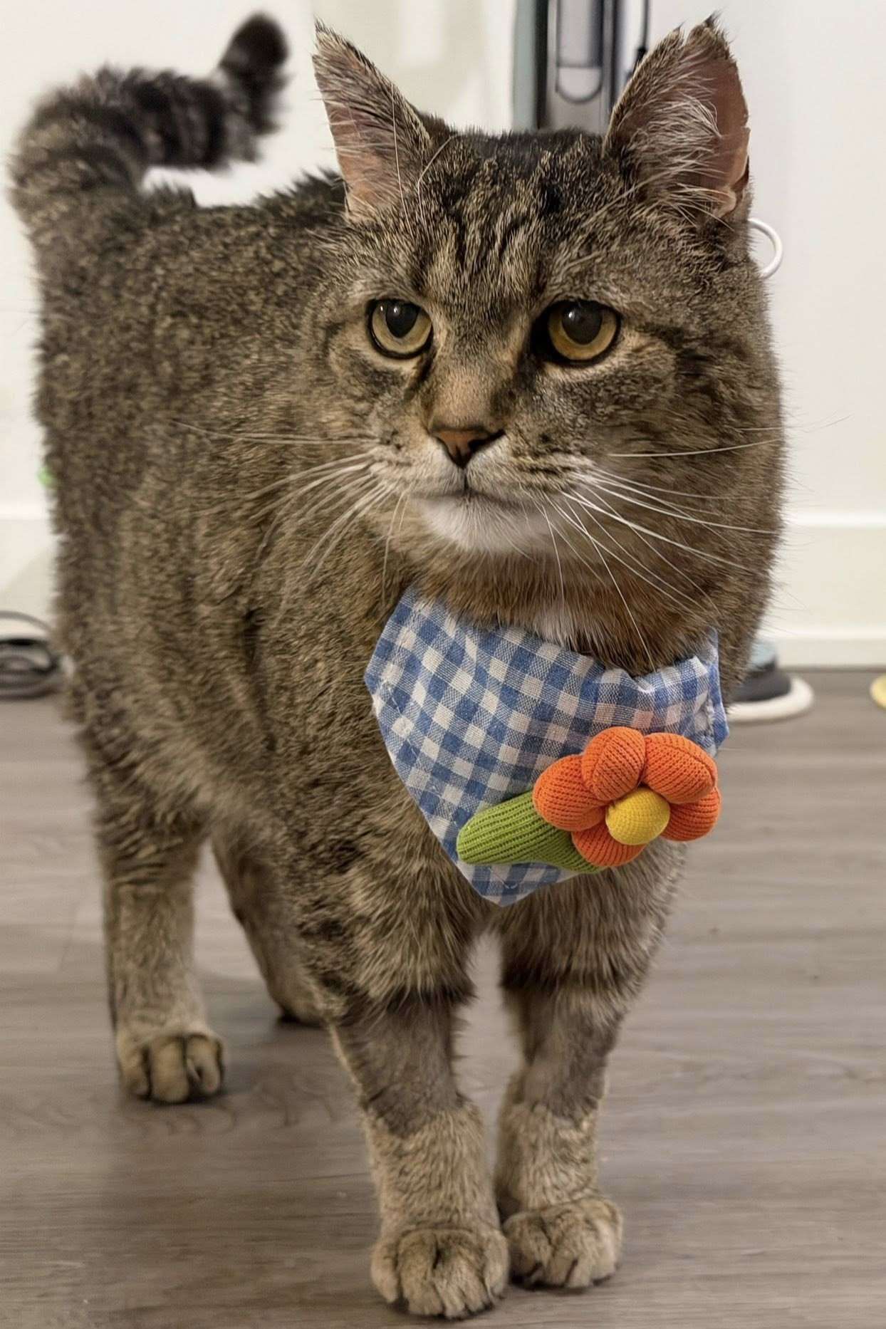 Ziggy - Domestic Shorthair cat available for adoption at Furry Tales Cat Rescue in Ontario