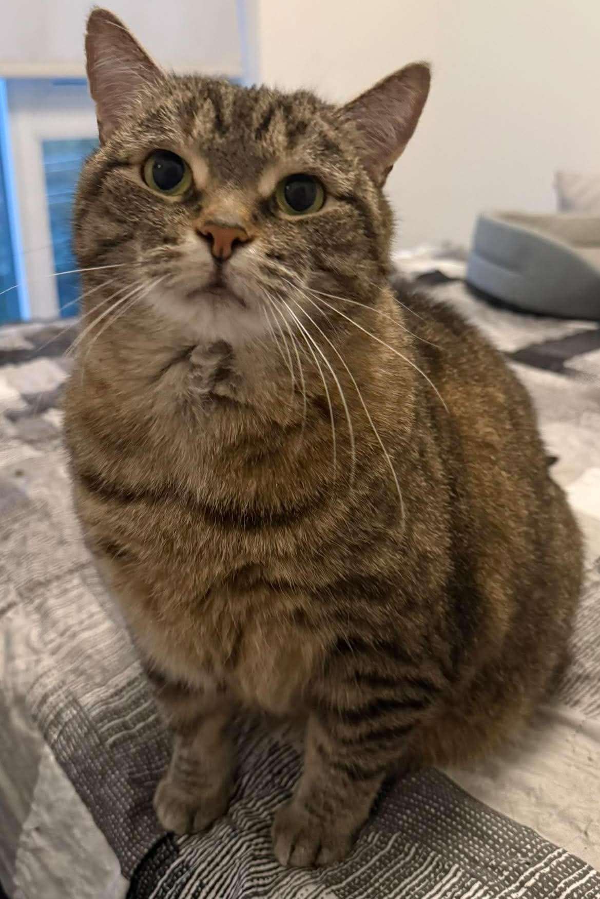 Mocha - Domestic Shorthair cat available for adoption at Furry Tales Cat Rescue in Ottawa