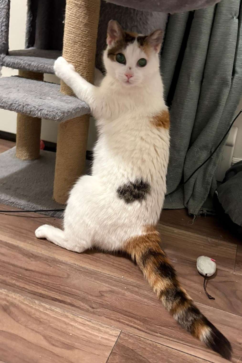 Baby Dill - Domestic Shorthair cat available for adoption in Calgary
