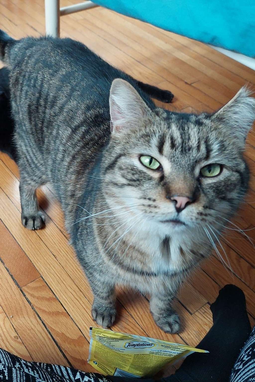 Seamus - Domestic Shorthair cat available for adoption in Calgary